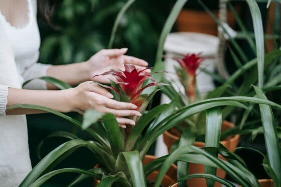 How Often Water Bromeliads? Easy Guide