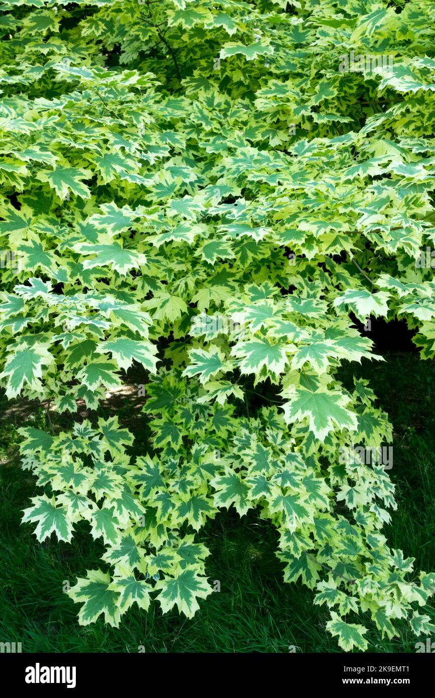 How To Care Acer Drummondii Maple? Expert Advice