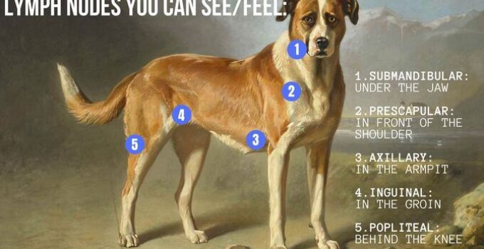 How To Check Lymph Nodes In Dogs? Health Tips