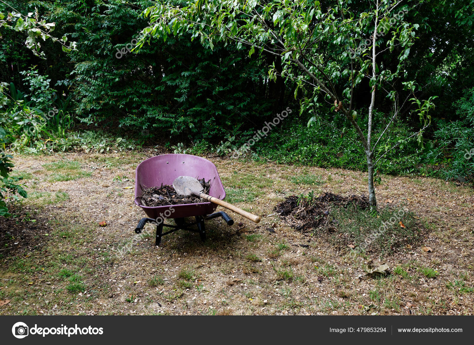 How To Choose Compost For Fruit Trees? Expert Advice