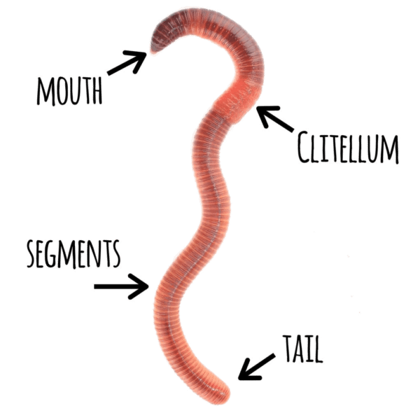 How To Embody I Am The Worm? Mindful Meditation