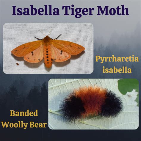 How To Feed Isabella Tiger Moths? Diet Tips