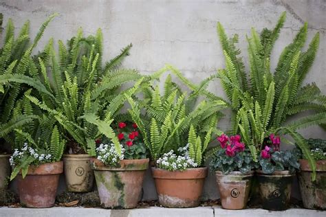 How To Fertilize Ferns In Pots