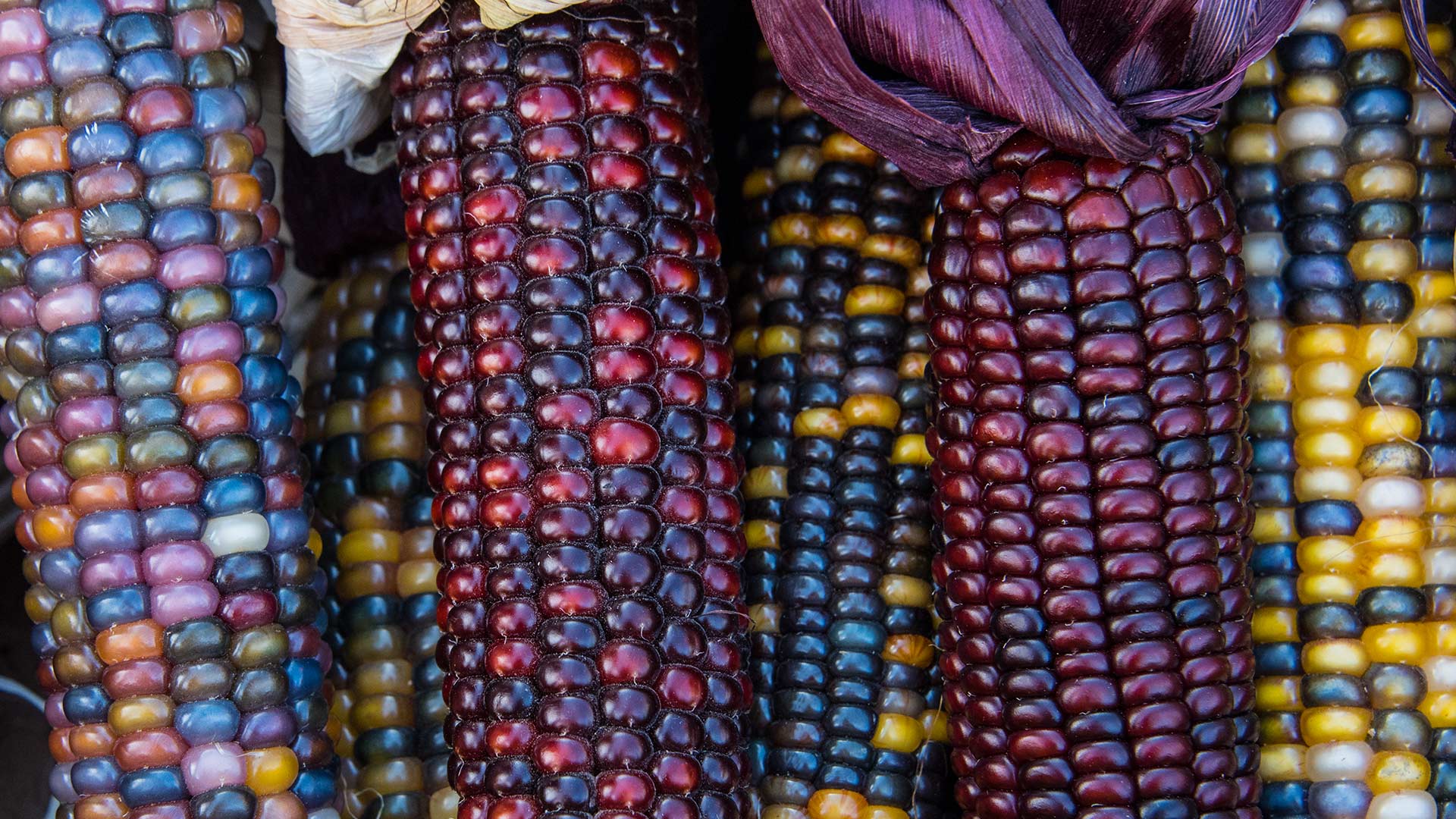 How To Germinate Corn Kernels