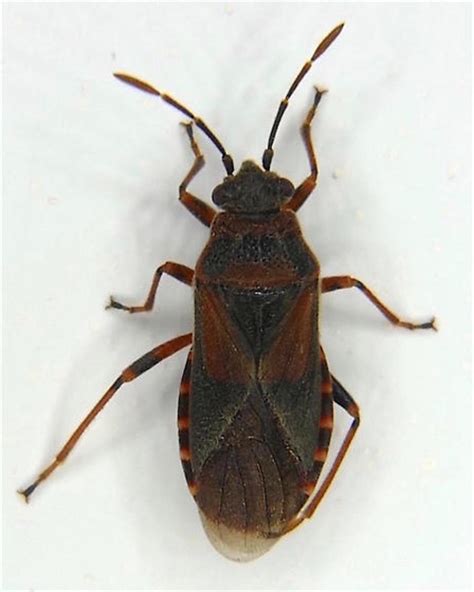 How To Get Rid Of Elm Bugs How To Get Rid Of Elm Bugs
