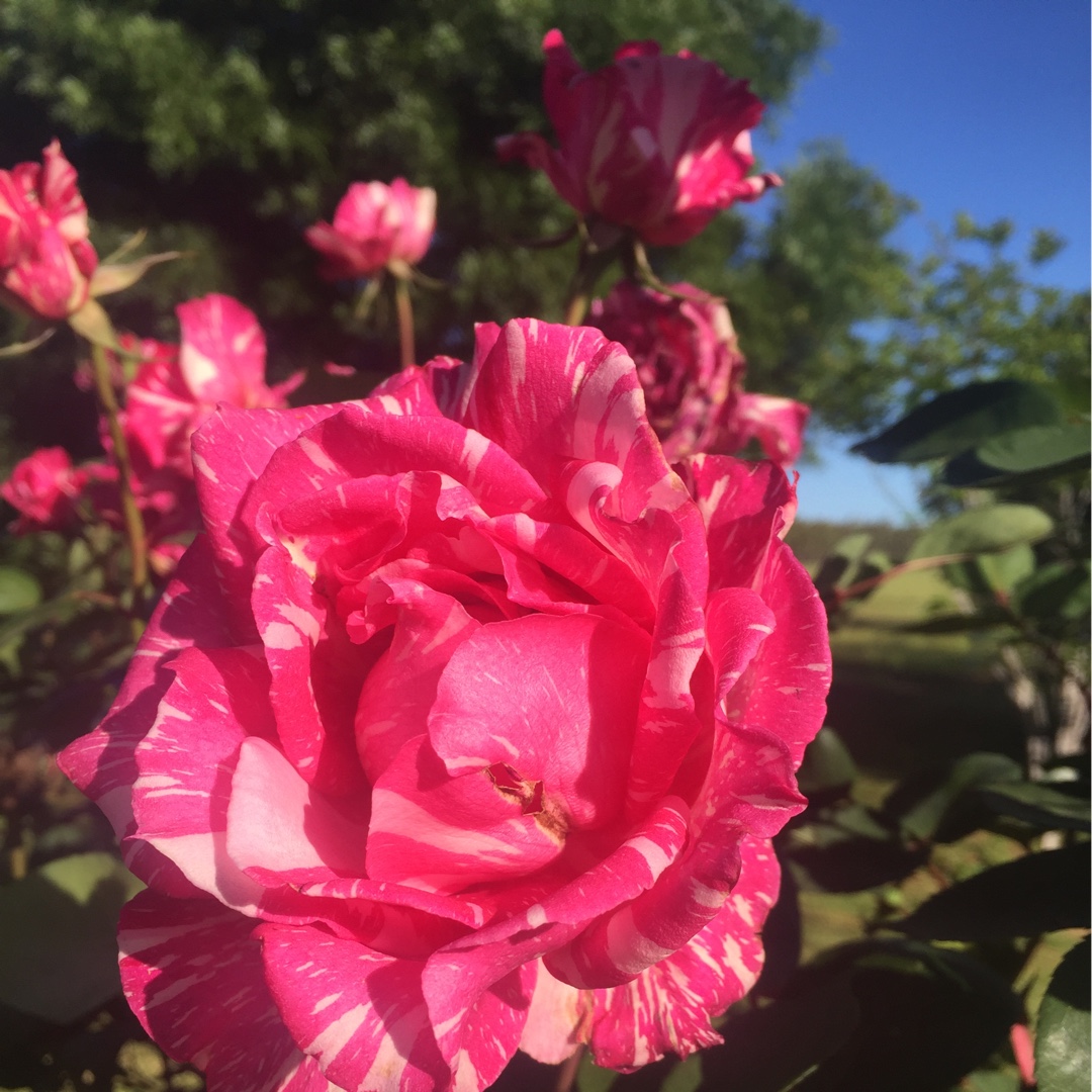 How To Grow Candy Stripe Plant? Instant Results