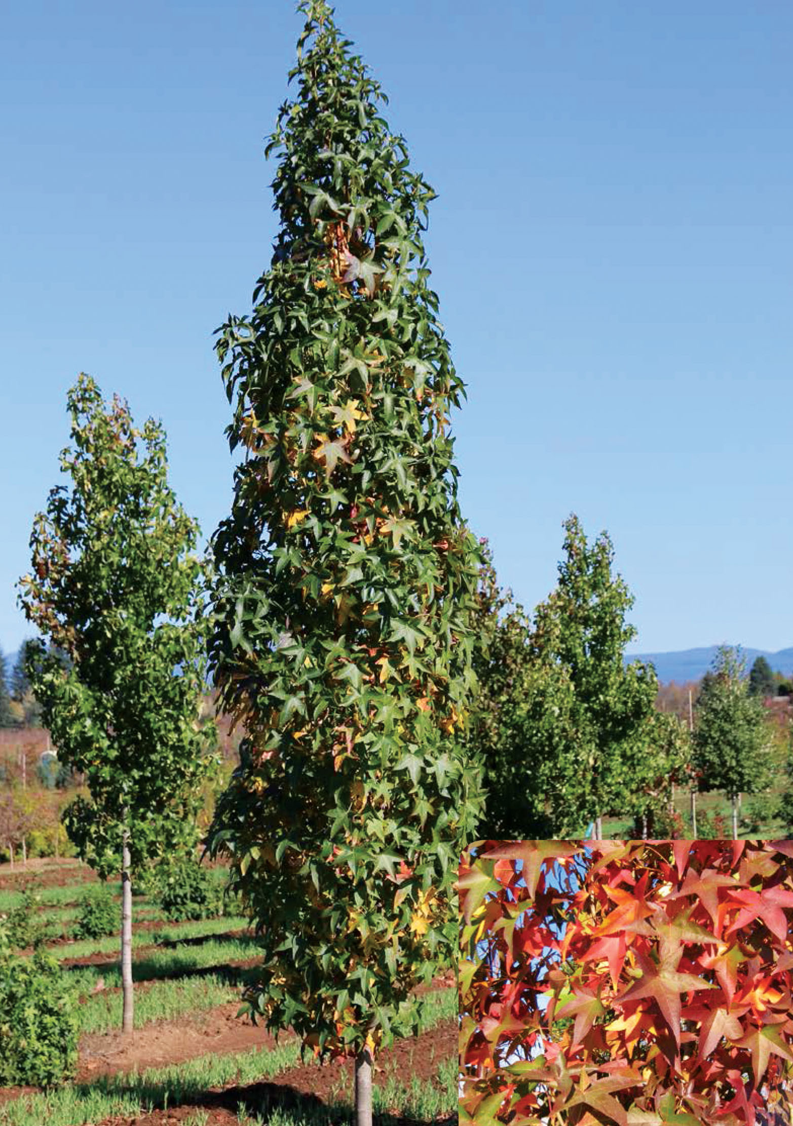 How To Grow Liquidambar Styraciflua Slender? Tree Care Guide