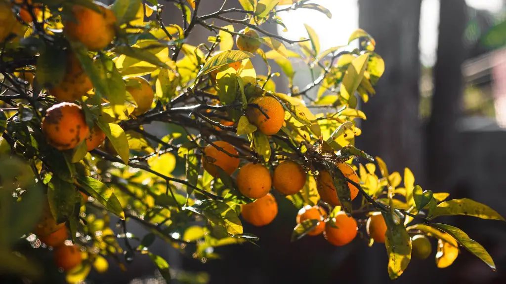 How To Protect Lemon Tree From Frost About Tree