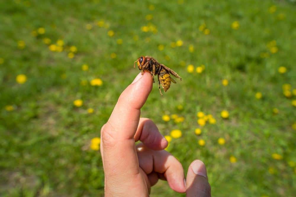 How To Repel Yellow Jackets? Safe Control Methods