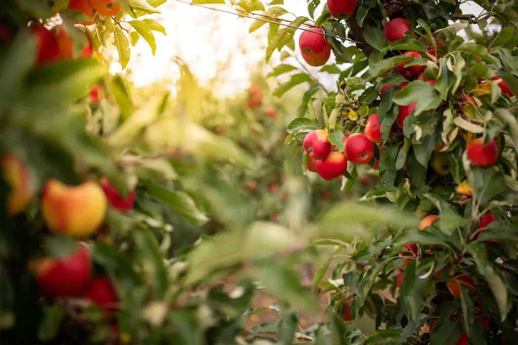How To Spray Fruit Trees? Easy Pest Control