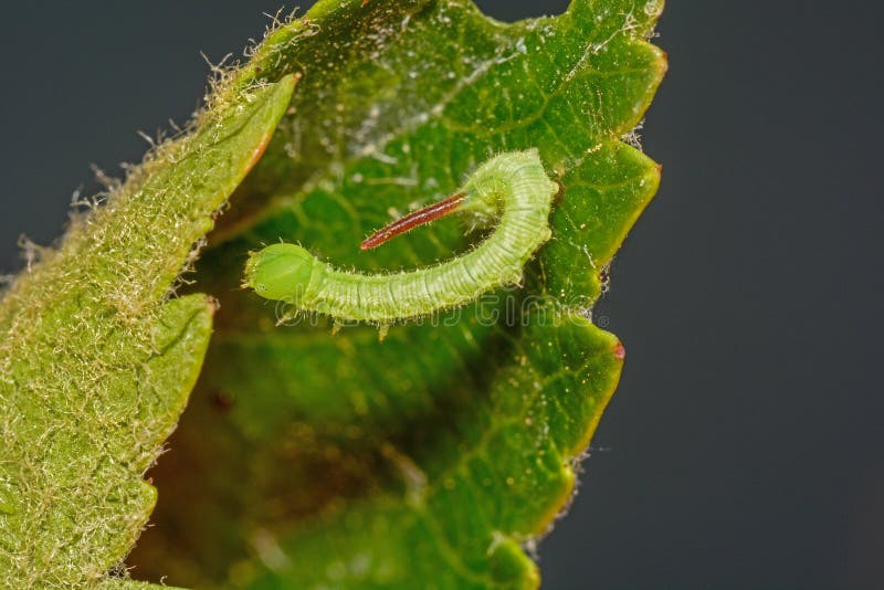 How To Stop Cherry Tree Caterpillar? Quick Fixes How To Stop Cherry Tree Caterpillar? Quick Fixes
