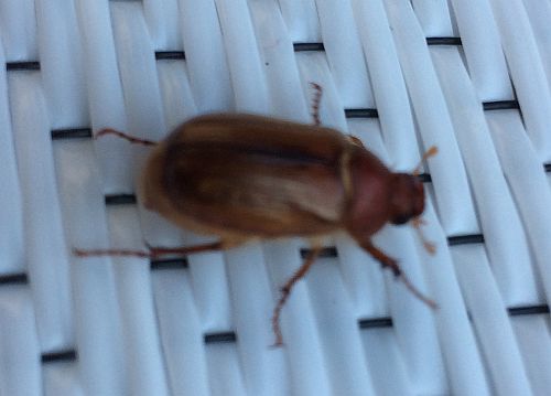 How To Stop June Bugs? Natural Pest Control Solutions
