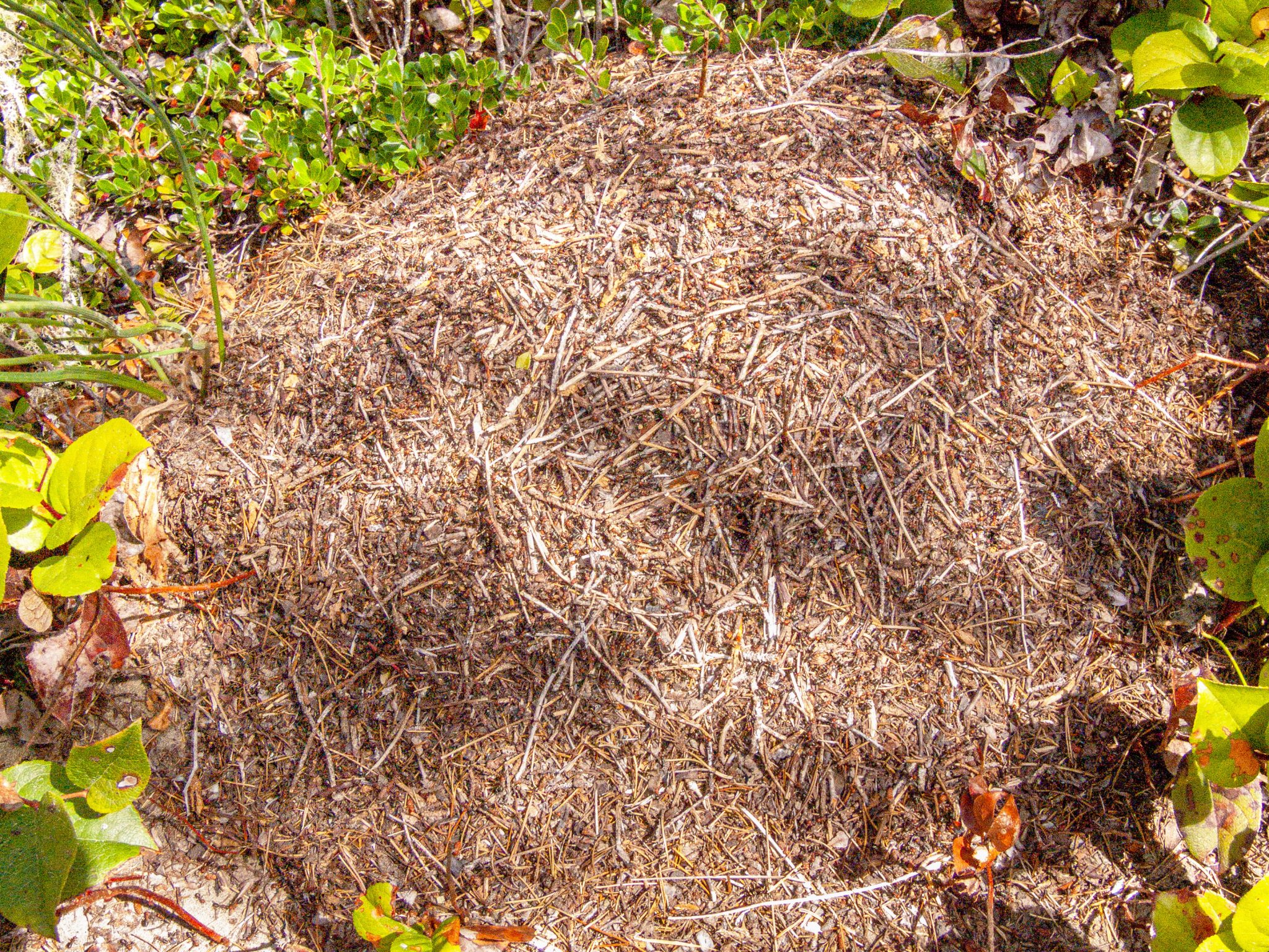 How To Stop Thatch Ants? Diy Control Methods