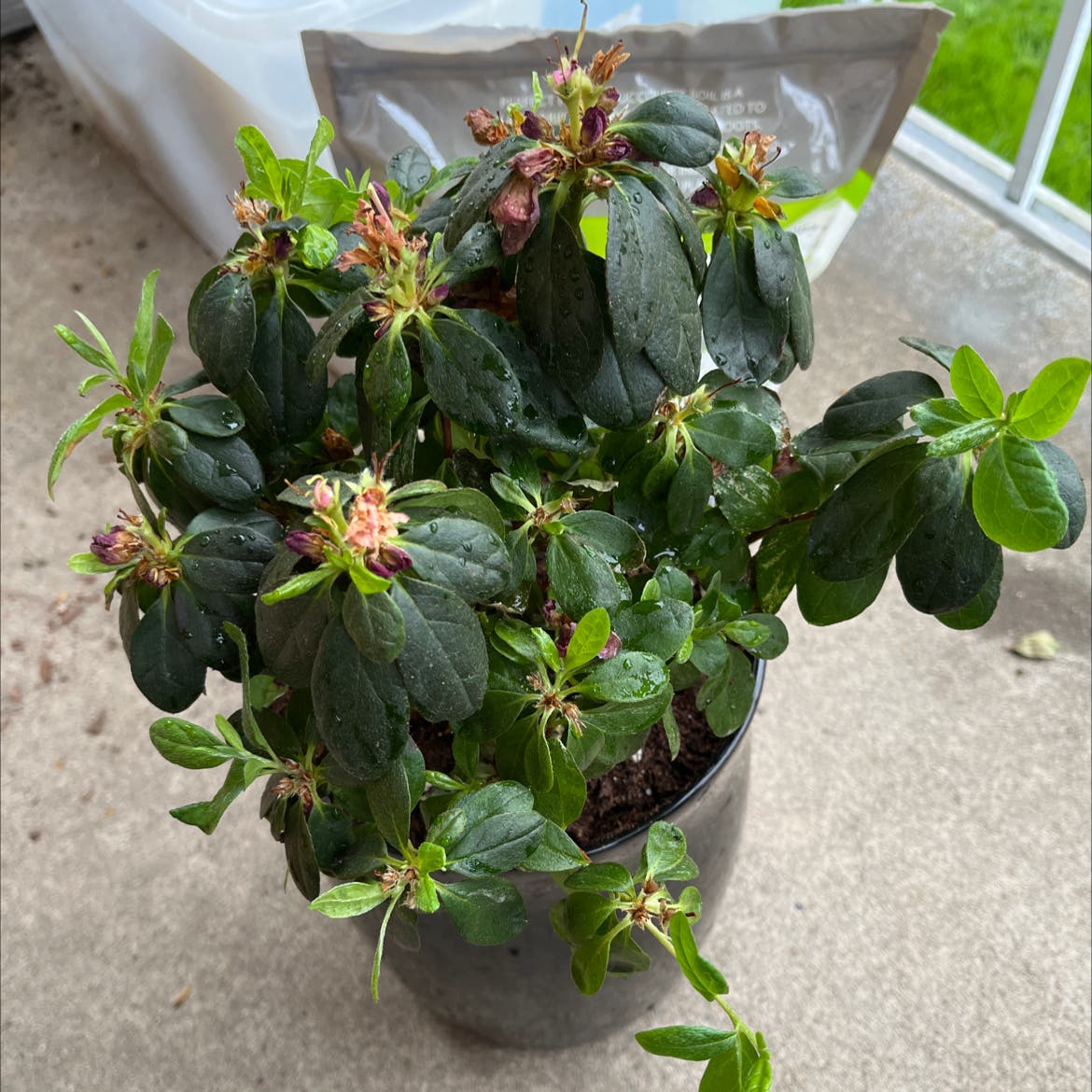 How To Treat Brown Spots On Rhododendron Leaves?