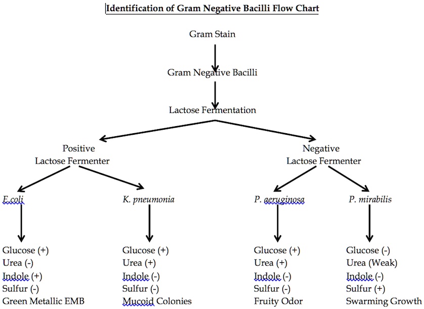 How To Treat Lactose Positive Gram Negative Rod Infections?