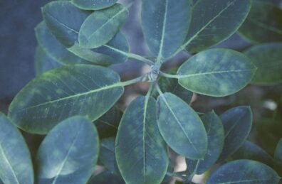 How To Treat Powdery Mildew On Rhododendron? Fast Cure