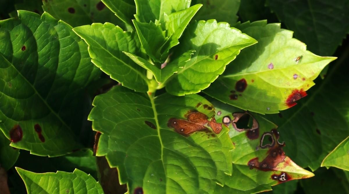Hydrangea Leaves Turning Brown