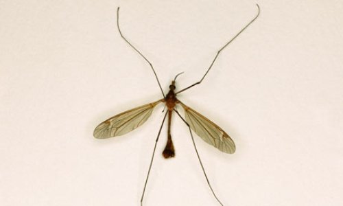 Insect 6 Legs Explained: Comprehensive Facts