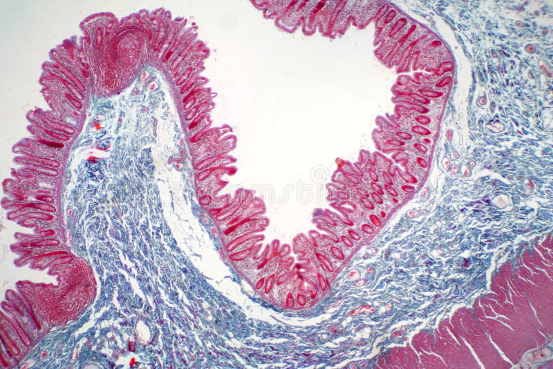 Intestine Tissue Under Microscope