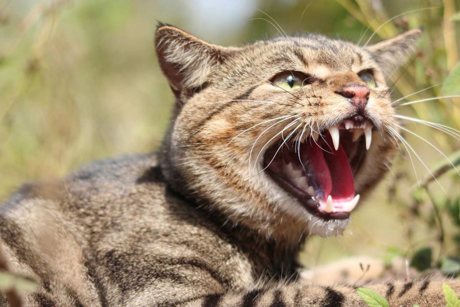 Invasive Species In Grasslands