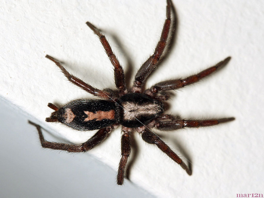 Is The Eastern Parson Spider Poisonous