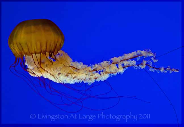 Jellyfish Oregon Coast Aquarium Brx0 Flickr Jellyfish Oregon Coast Aquarium Brx0 Flickr
