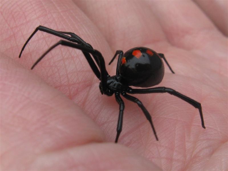 Juvenile Black Widow Female: Identify And Avoid