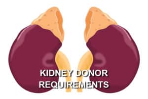 Kidney Donor Weight: Know The Requirements