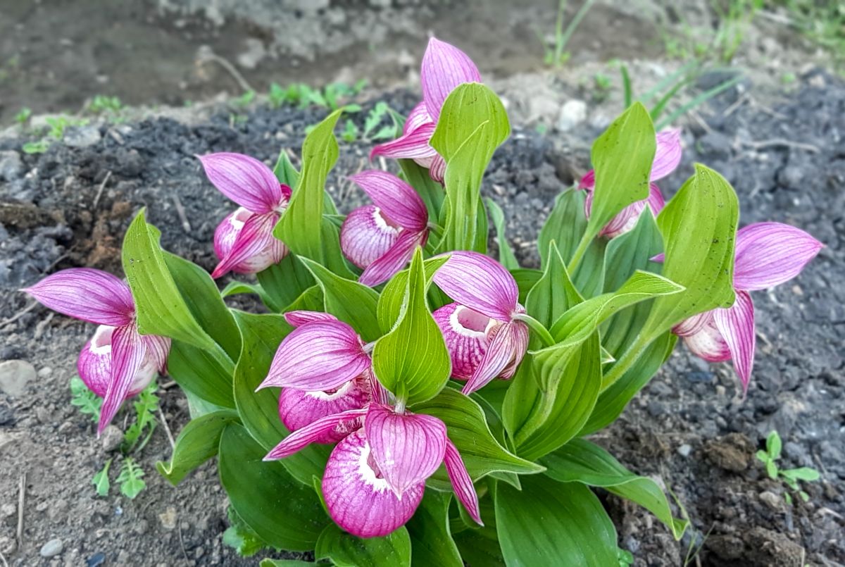 Lady Slipper Orchid Care