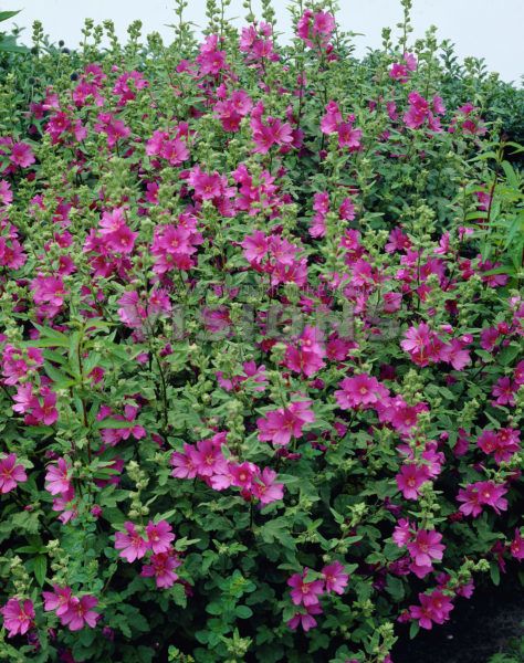 Lavatera Burgundy Wine: Easy Care Tips