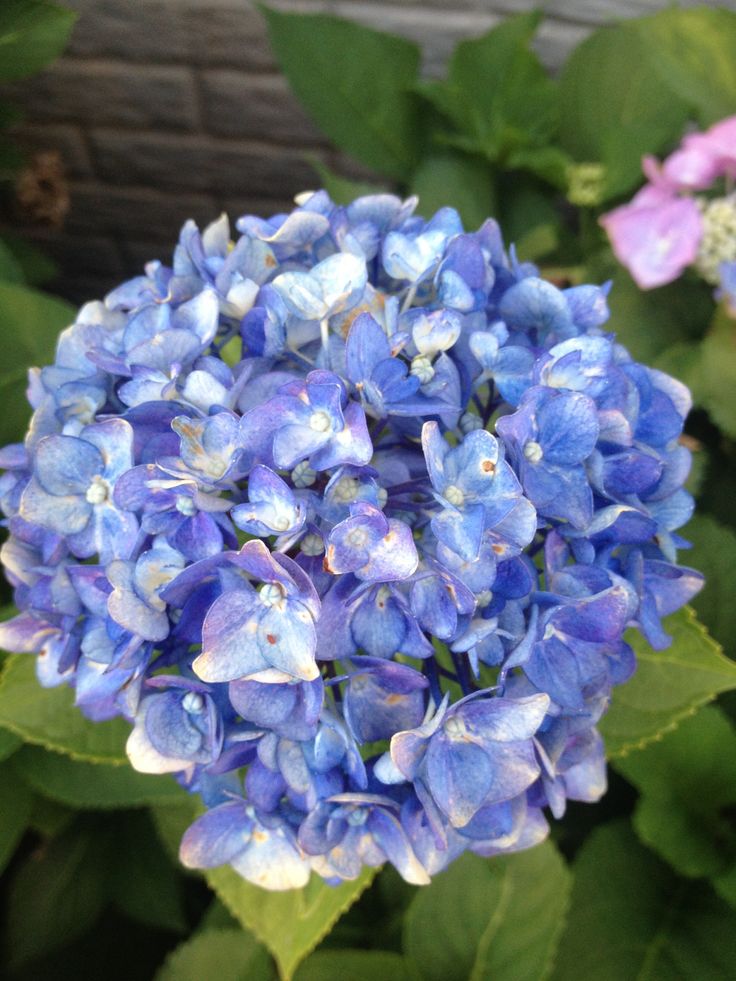 Leaf Scorch Hydrangea