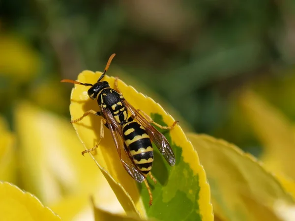 Leather Jacket Pests Control Tips