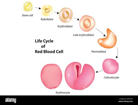 Lifespan Of Red Blood Cell Lifespan Of Red Blood Cell