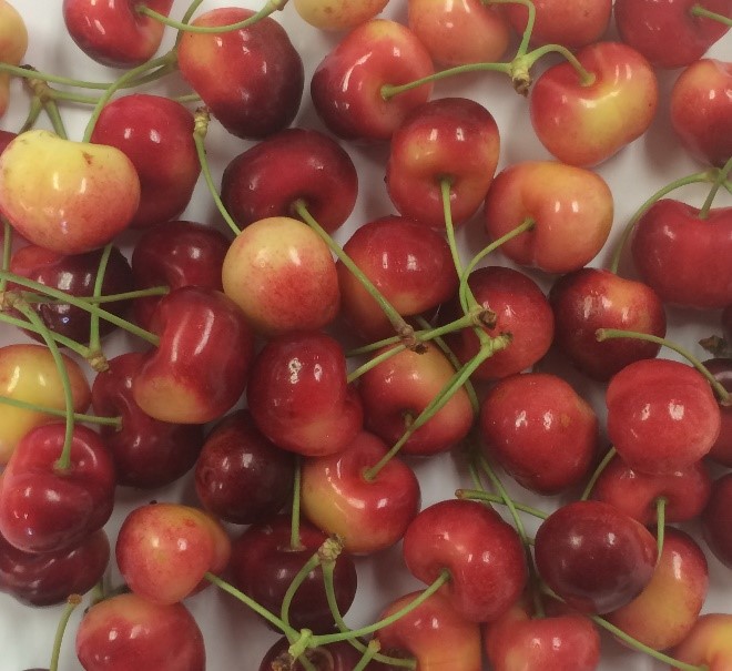 Little Cherry Disease Guide: Diagnosis To Recovery Little Cherry Disease Guide: Diagnosis To Recovery