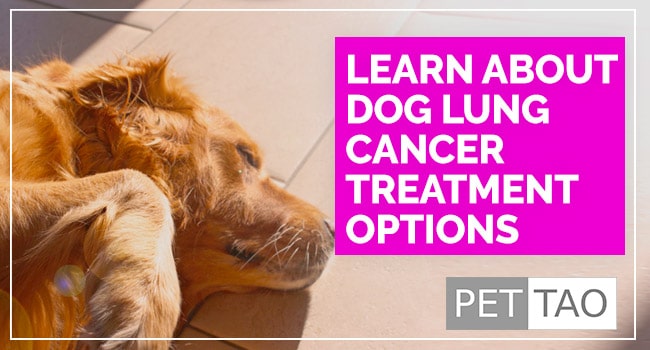 Lung Cancer In Dogs: Know Treatment Options Quickly