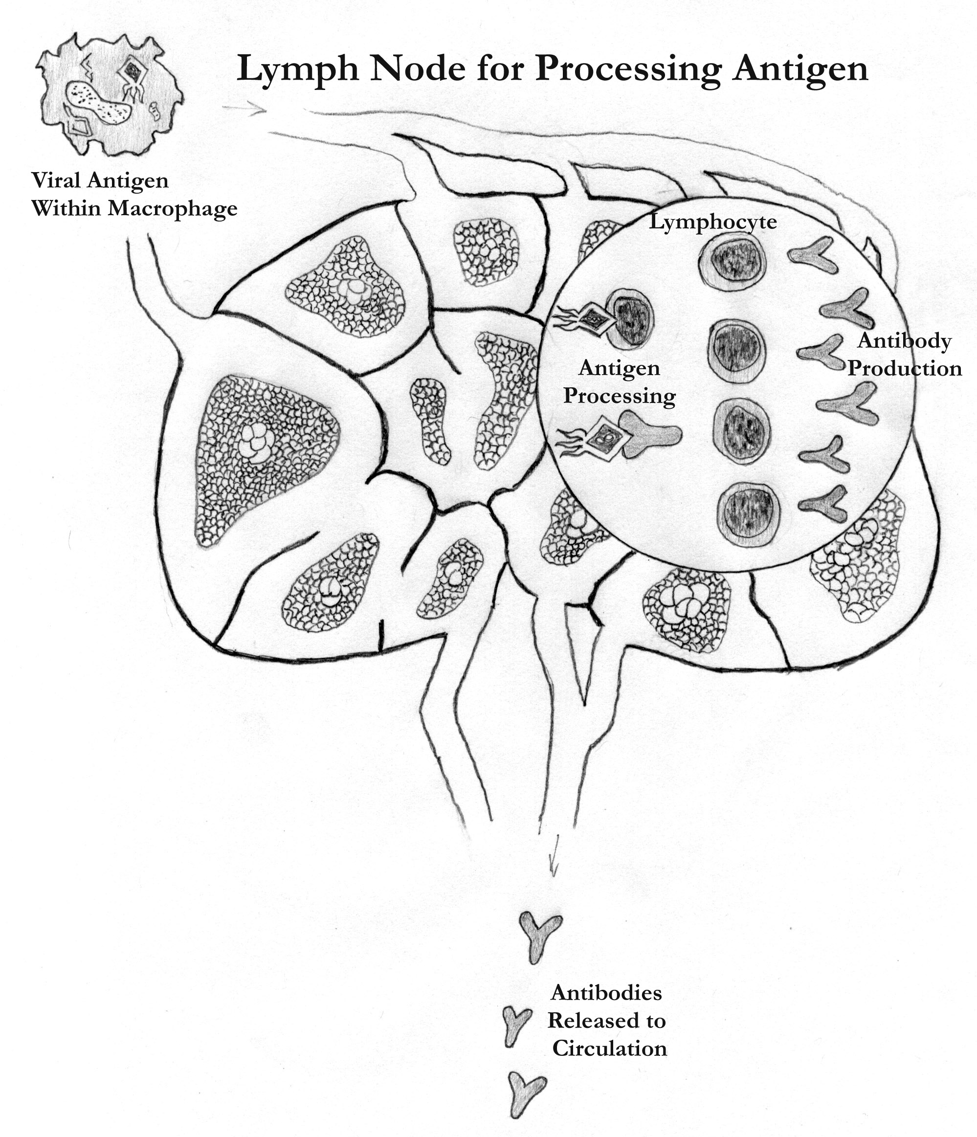 Lymph Nodes Dog