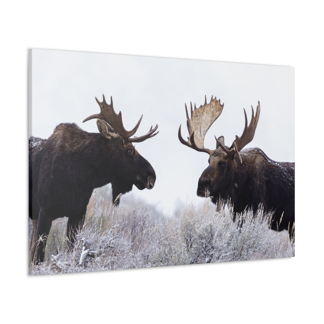 Moose On Northern Exposure