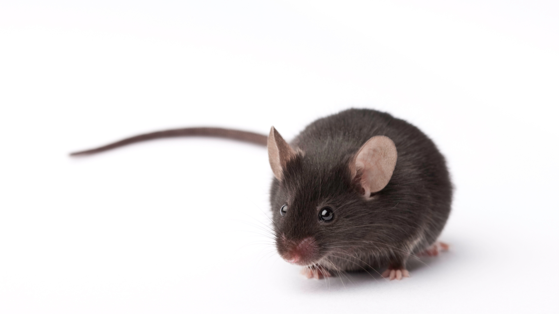 Mouse Ulcerative Dermatitis