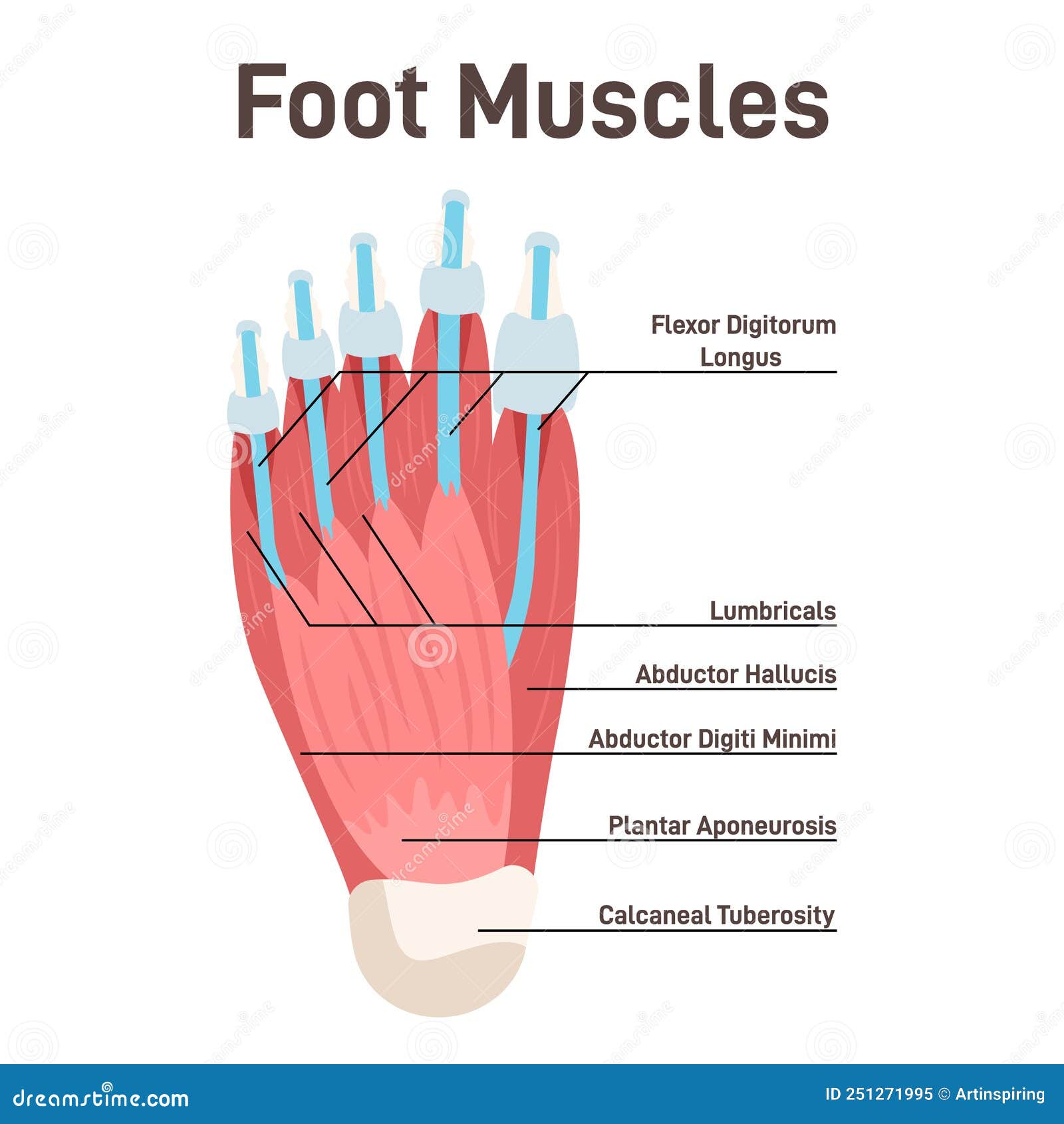Muscles And Tendons Of Foot