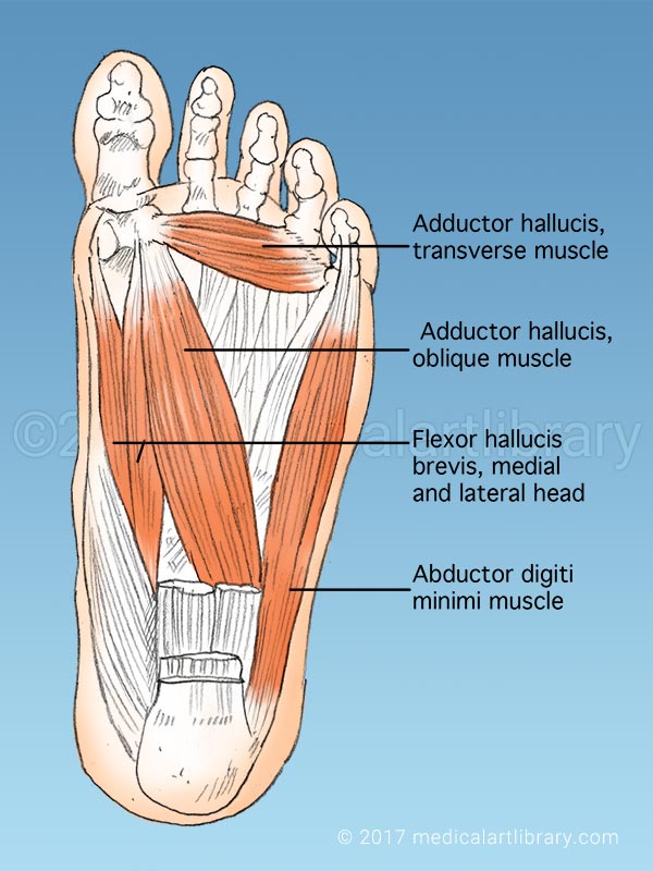 Muscles Of Foot
