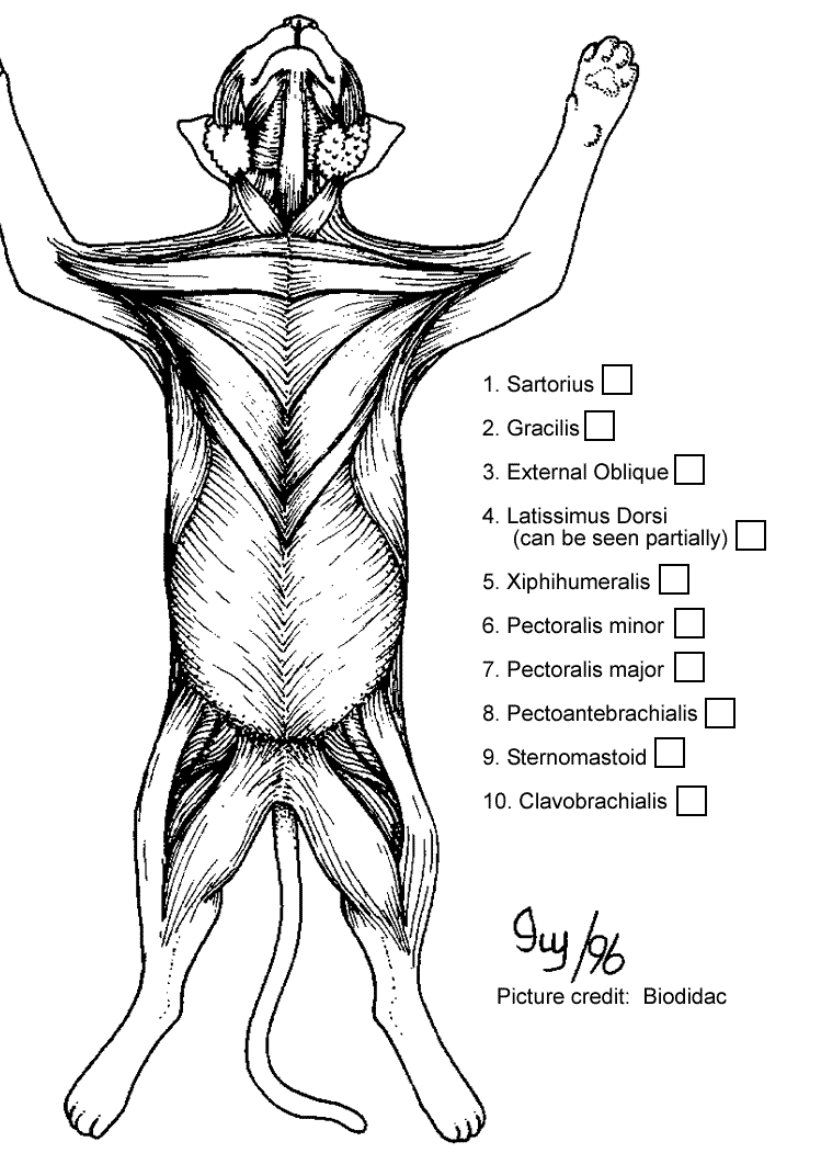 Muscles On A Cat: Understand Feline Anatomy