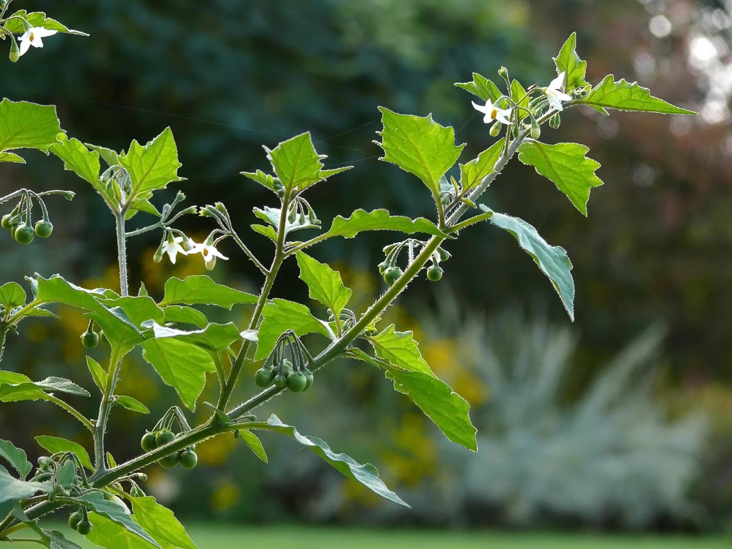 Nightshade Weed Plant