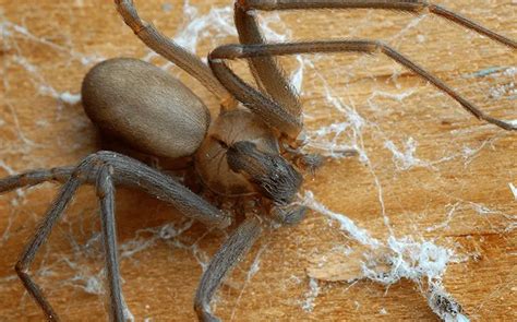 North Carolina Spider Id: Fast Pest Control Solutions