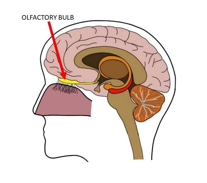 Olfactory Bulb In Sheep Brain