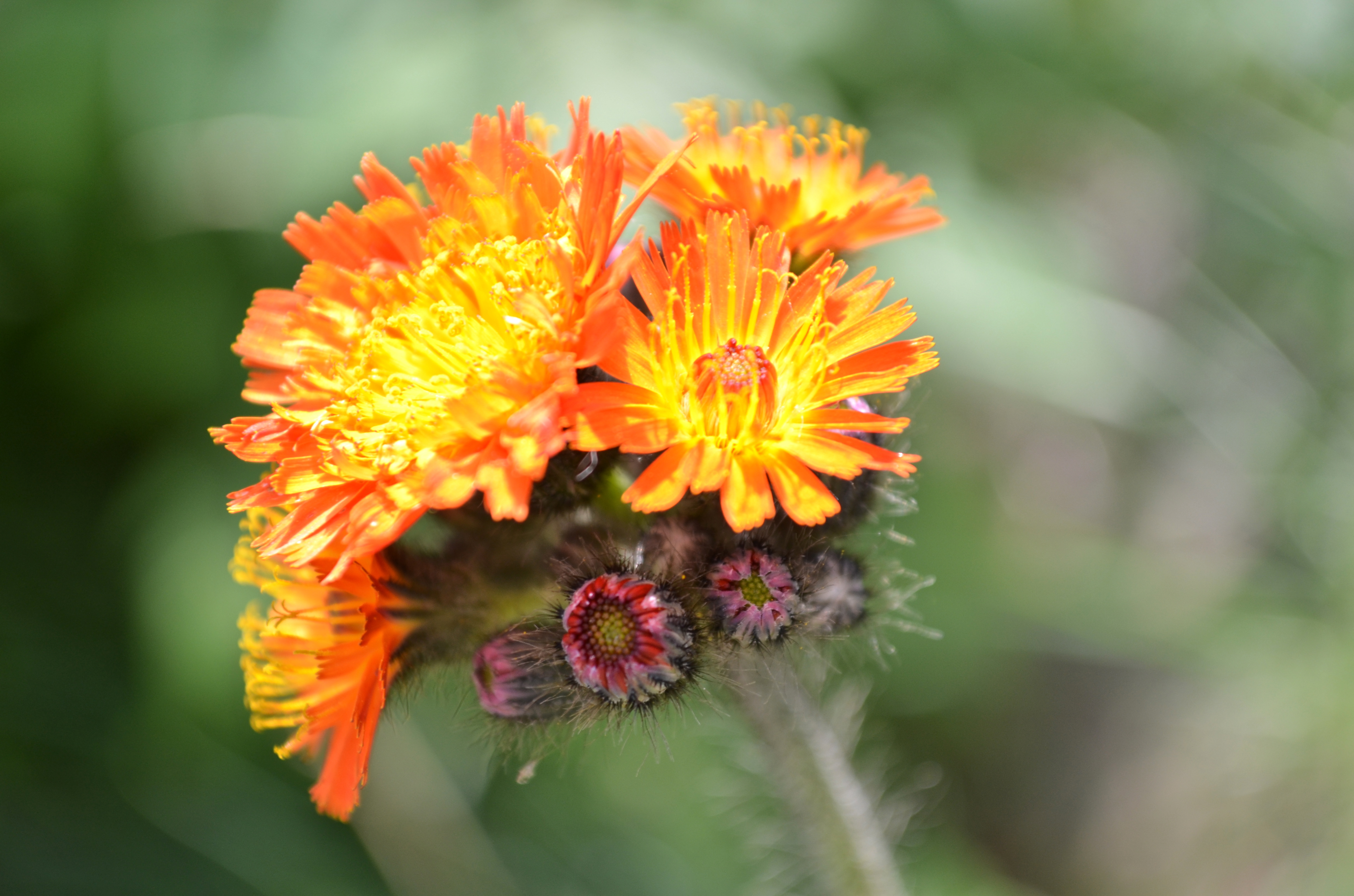 Orange Hawkweed Safety: A Comprehensive Guide