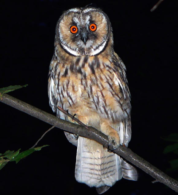 Owl Nocturnal Animals: Master Nighttime Survival