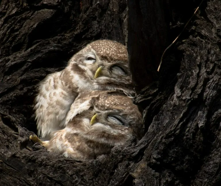 Owls Sleeping Are So Adorable You Need To See These Pictures Videos Owls Sleeping Are So Adorable You Need To See These Pictures Videos
