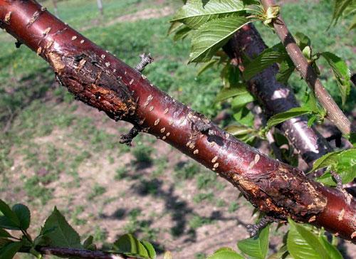 Peach Bacterial Canker Peach Bacterial Canker