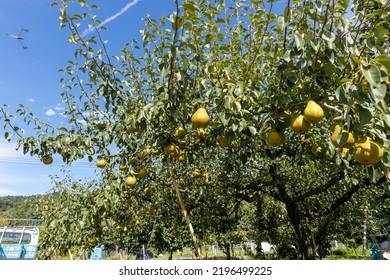 Pear Orchard Harvest Season Variety Aurora Stock Photo 2196499225 Pear Orchard Harvest Season Variety Aurora Stock Photo 2196499225