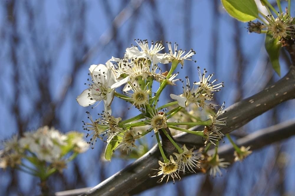Pear Tree Care: Spray Recipes For Healthy Trees